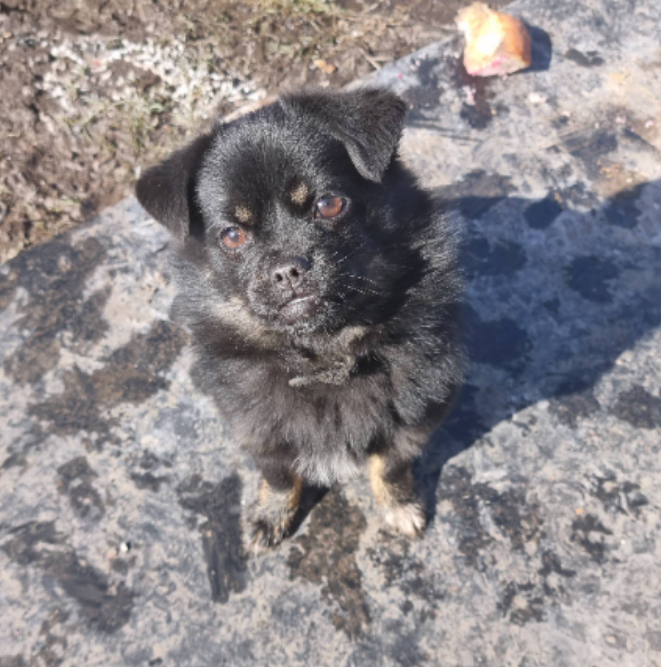 Найден метис пекинеса, маленькая собака с ошейником