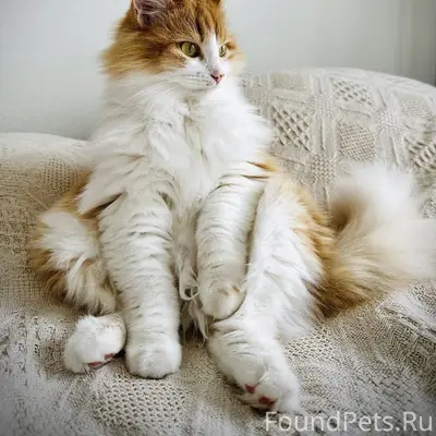 Пропала кошка, г. Казань, ул. Р. Зорге