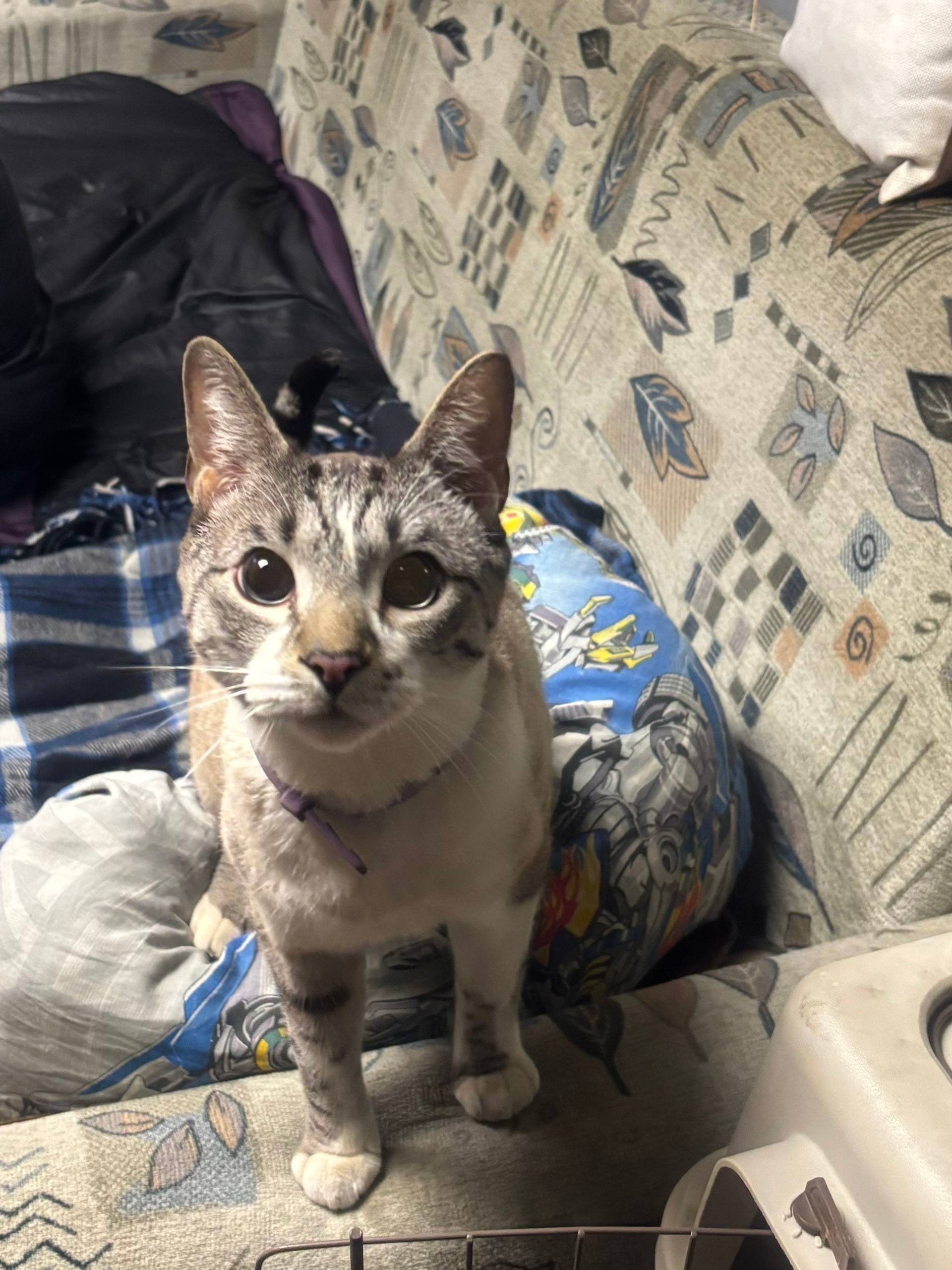 Найден кот, Апатиты, ул. Дзержинского