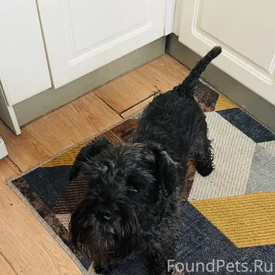 Пропал цвергшнауцер, окрас черный. Район метро Сенная площадь / улица Гороховая. Если видели или знаете, где он, позвоните!