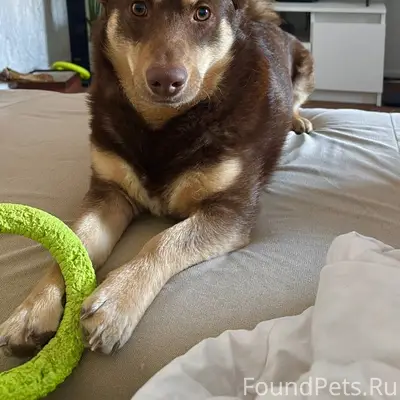 Пропал Коржик, коричневый, ТЦ Этажи, верхняя часть города