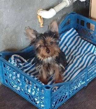 Пропала йоркширский терьер Матильда, частный сектор за «п-городком»