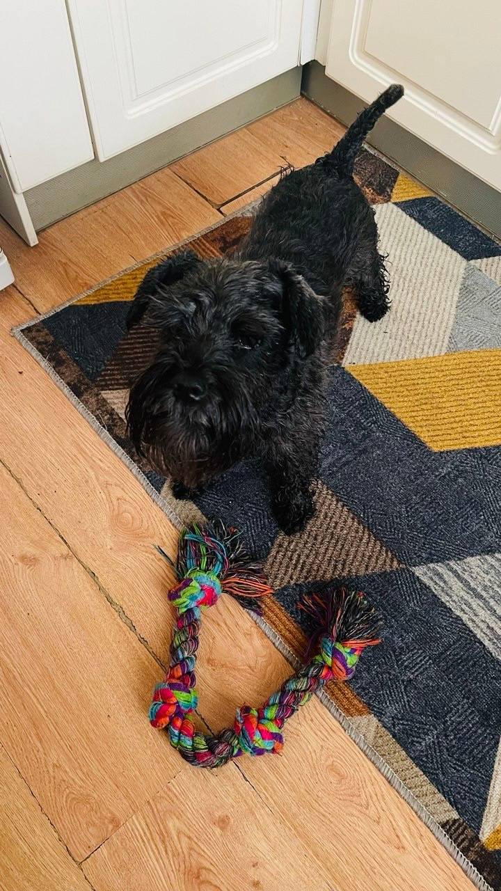 Пропала собака Цвергшнауцер, район Сенной площади