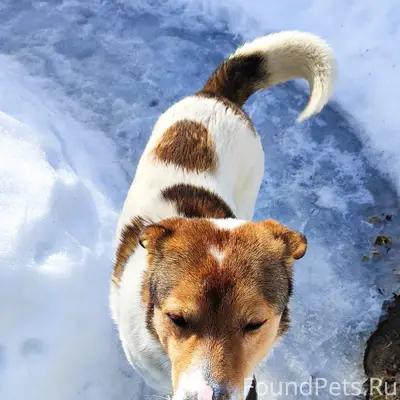 Найден пёс, Тимшино