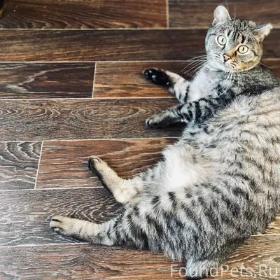 Пропал кот Петрович, Коломна