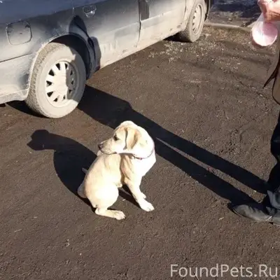 Пропала собака, ул. Дворецкая 14