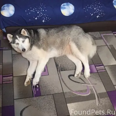 Пропала собака Белла, заводской район