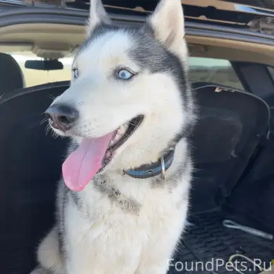 Пропала хаски Хана, район второго сада, нефтеразведки