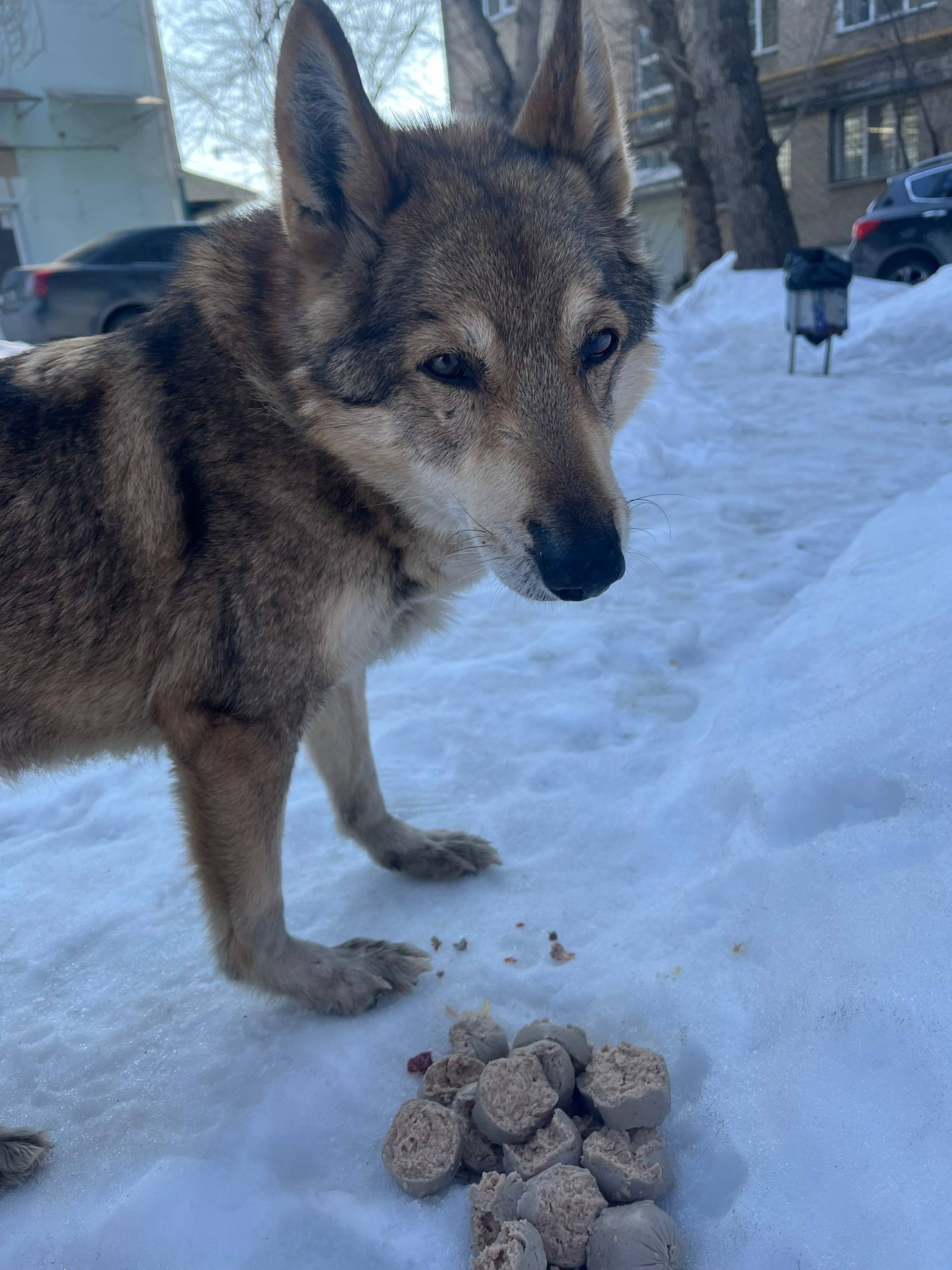 Найдена собака, Советский район
