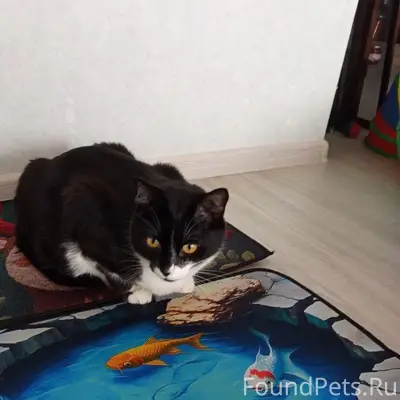 Пропал кот Томас, район ул. Академика Туполева