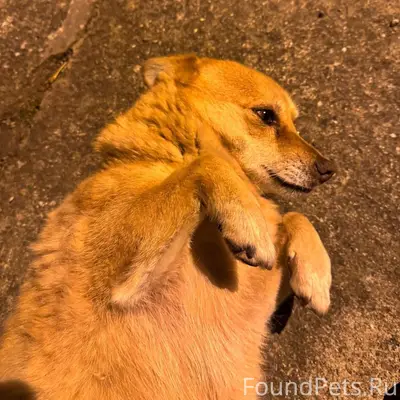 Пропала собака Дина, Михайловск