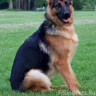 Пропал кобель немецкая овчарка, ЧМЗ