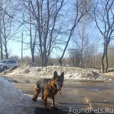 Пропала собака, район Лукьяново