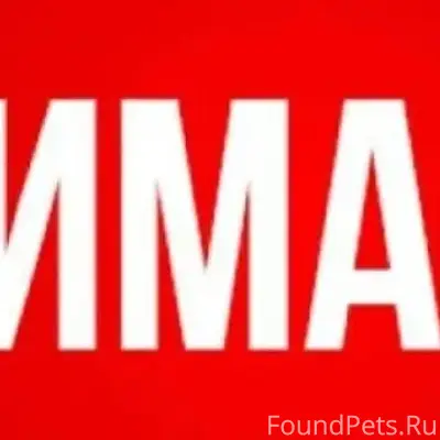 Пропал крупный светлый пёс, похожий на Лабрадора, ул. Строительная