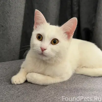 Пропала кошка, ул. Победы