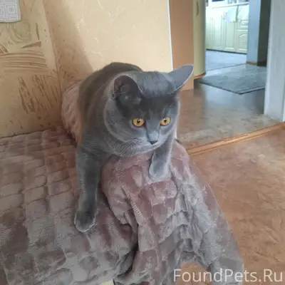 Пропал кот Степа, улица Глинки