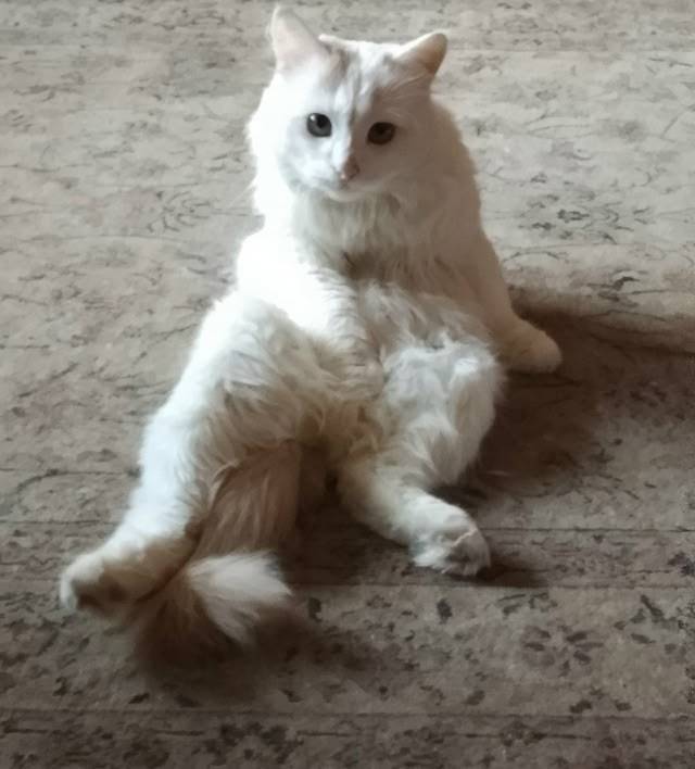 Пропал кот, Коммунистическая