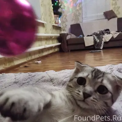 Пропала вислоухая кошка, [место не указано]