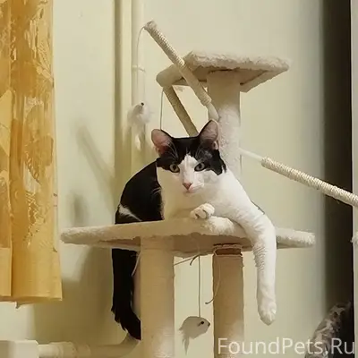 Пропал кот Марсик, Шевченко-Итальянский