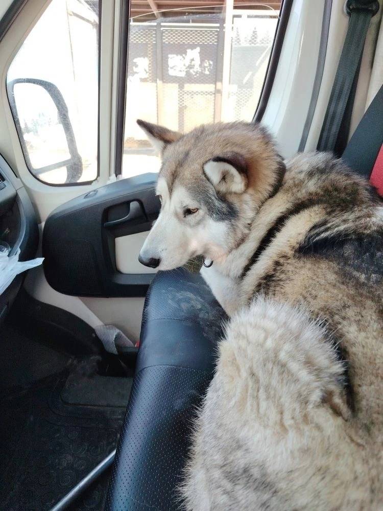 Найден кобель, Рузский район