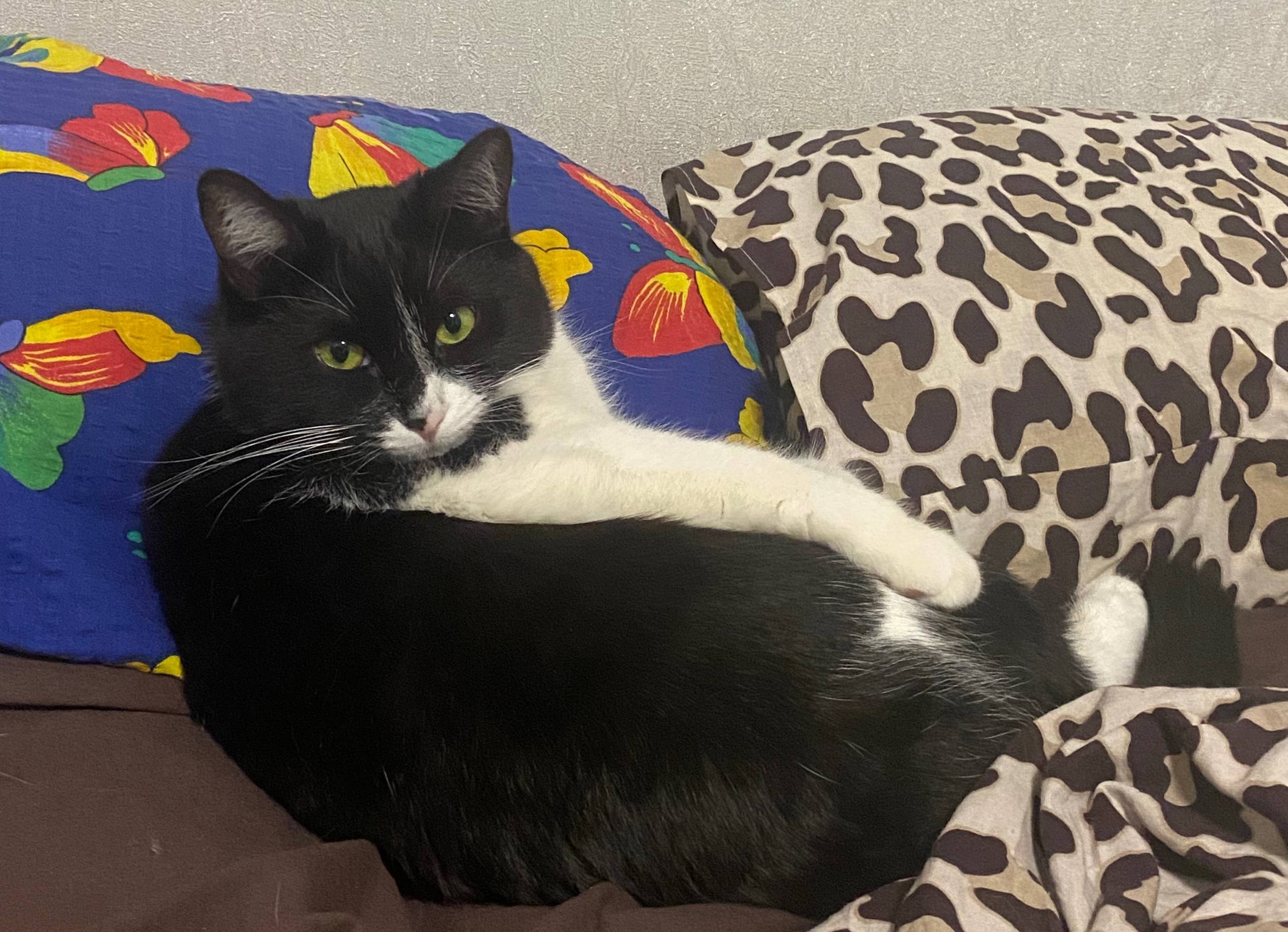 Пропала кошка Капелька, П. Дорохово