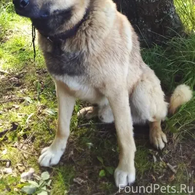 Пропал пес Лис, Валегин бор