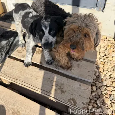 Найден гигантский шнауцер и щенок метис, д. Сергеевка