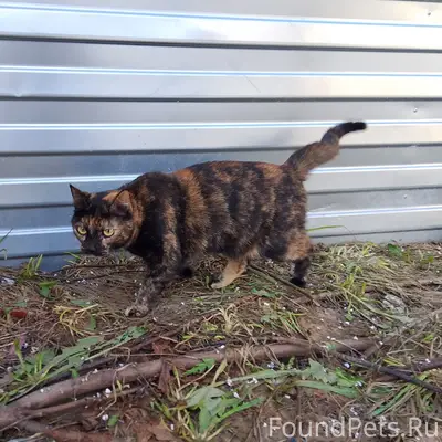 Найдена трёхцветная кошка, Лососинское шоссе