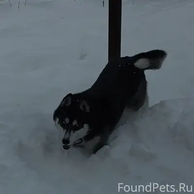 Пропал Марти, собака