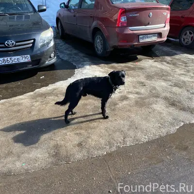 Найден пёс, бульвар Лебедянский