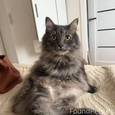 Пропал кот Филя, улица Металлургов