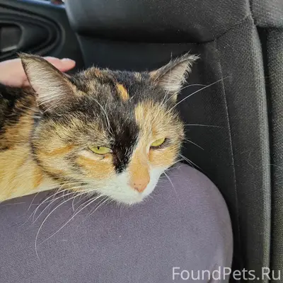 Найдена кошка, район тц Мачта