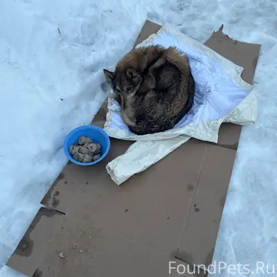 Найдена собака, Советский район