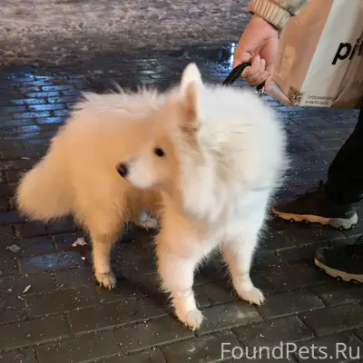 Найден самоед, Екатеринбург, Академический