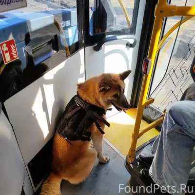 Пропал пёс, д. Калюжки, г. Жодино