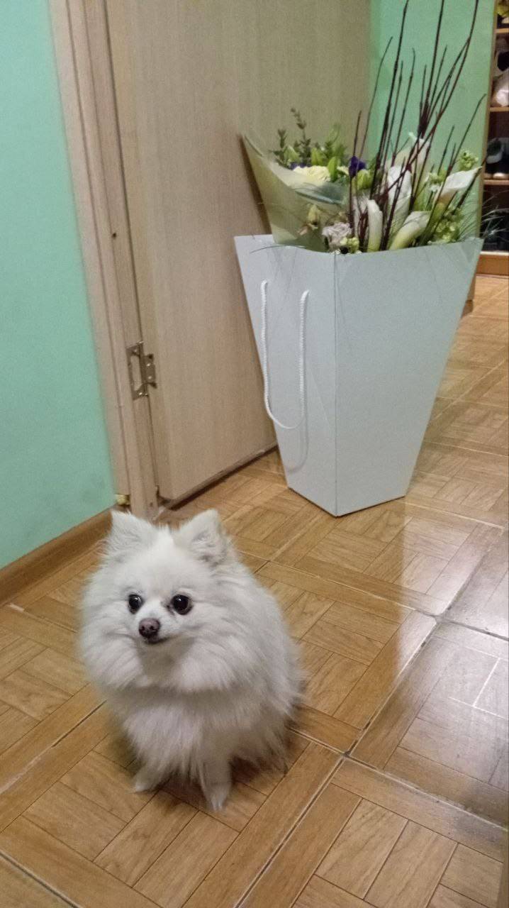 Пропала белая собачка шпиц Снежка, Москва, СВАО