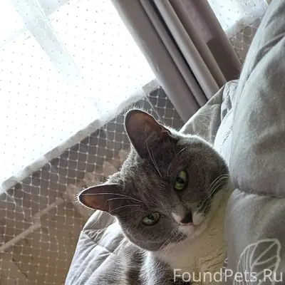 Пропала кошка Сторми, район Осипенко