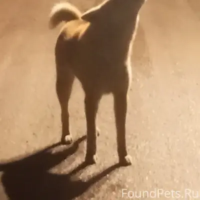 Найден пёс грязно-бежевой расцветки, Коломна