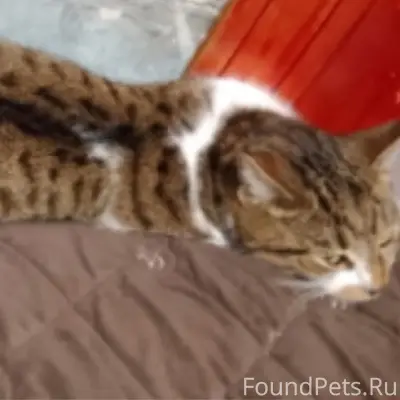 Пропала кошка, 3-я школа