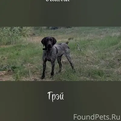 Пропала собака, ул. Энтузиастов