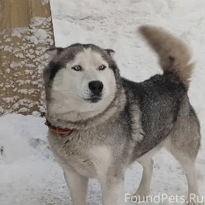 Пропал Джек, село Митрополье