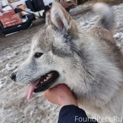Найден тип собака, п. Слава