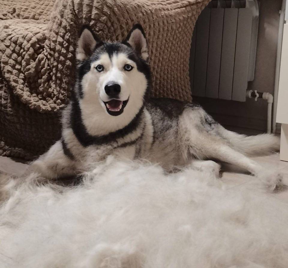 Пропала хаски Пандора, Яменское