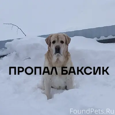 Пропал золотистый лабрадор Бакс, Чусовой