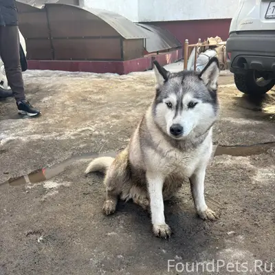 Найденна собака, ул. Вишневой