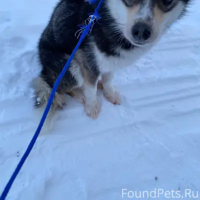 Пропала собака Икча, зимник Аксарка - Белоярск