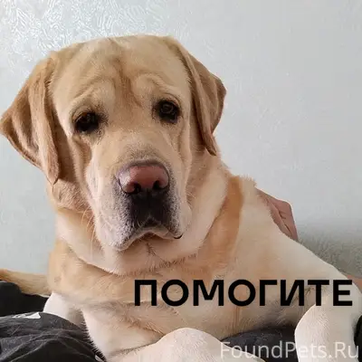 Пропал золотистый лабрадор Бакс, Чусовой