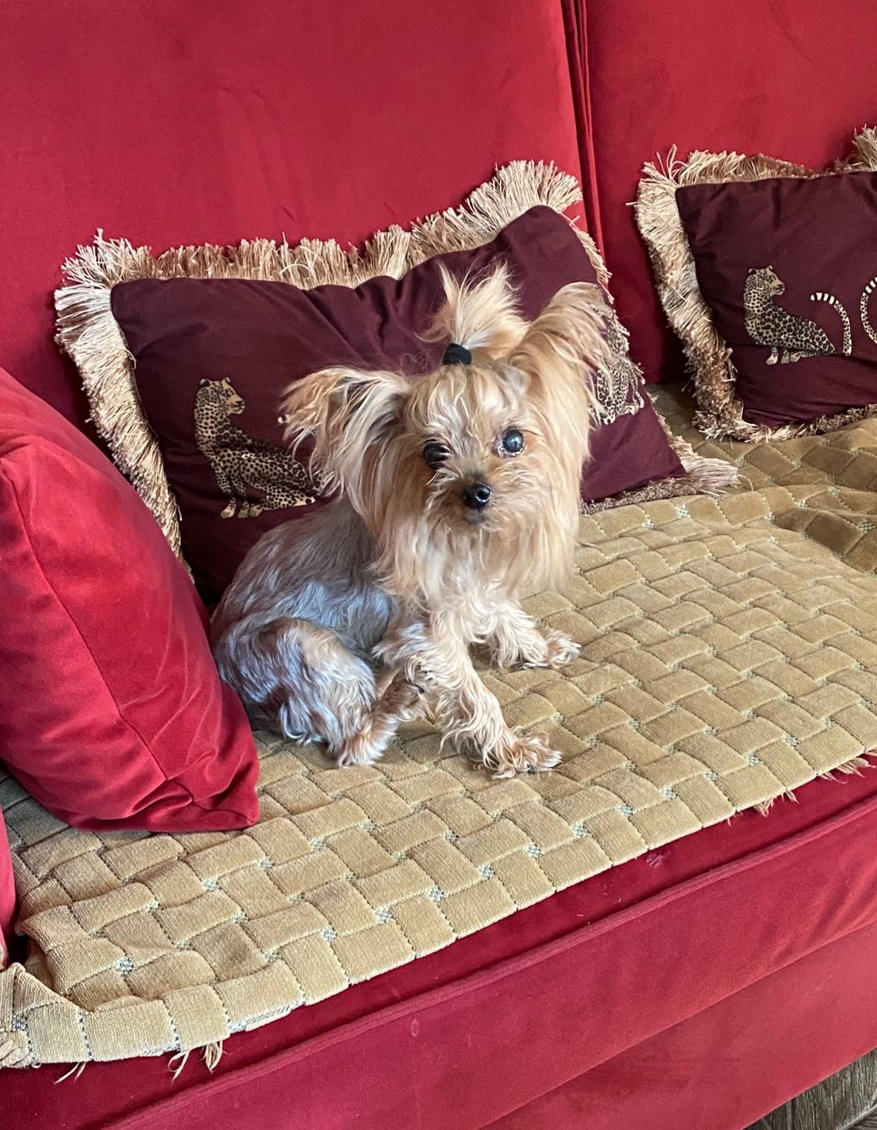 Пропала девочка йоркширский терьер, район Карпинского