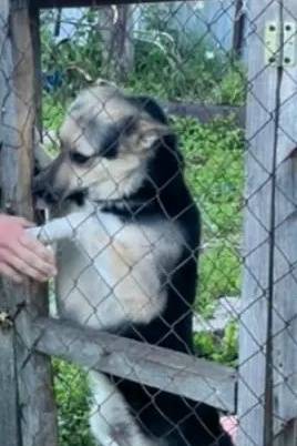 Пропал Дик, собака