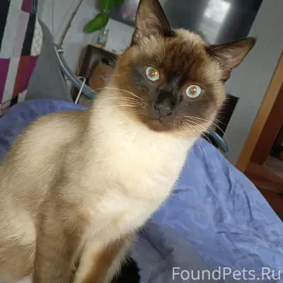Пропал котёнок, район Некоузская, Галическая